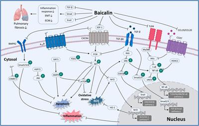 The protective effects of baicalin for respiratory diseases: an update and future perspectives